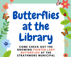 Butterflies at Library