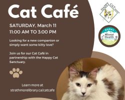 Cat Cafe March